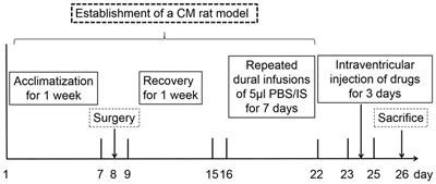 Dysfunction of inhibitory interneurons contributes to synaptic plasticity via GABABR-pNR2B signaling in a chronic migraine rat model